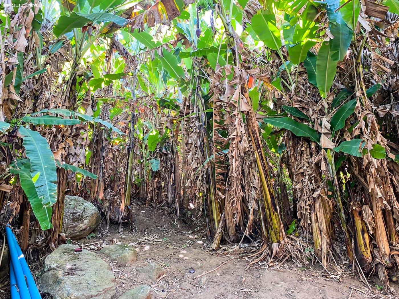 Chácara à venda com 3 quartos, 6000m² - Foto 34